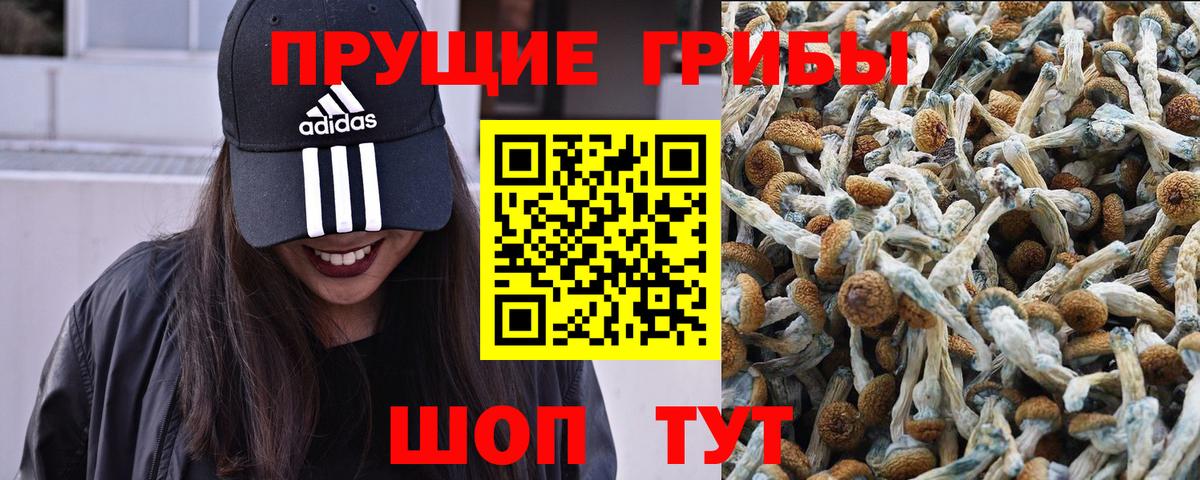 Псилоцибиновые грибы Psilocybe Видное